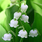 Muguet