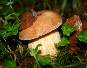 Cepes