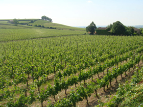 Vignes du Bergeracois